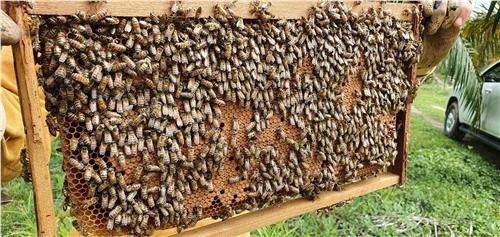 Momento del trabajo apícola de Beeprofit