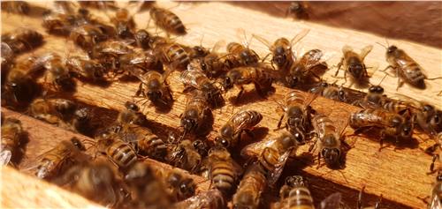 Momento del trabajo apícola de Beeprofit