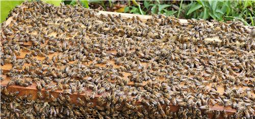 Momento del trabajo apícola de Beeprofit