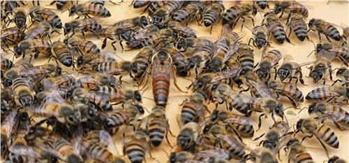 Momento del trabajo apícola de Beeprofit