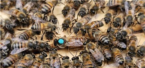 Momento del trabajo apícola de Beeprofit