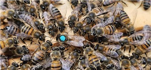 Momento del trabajo apícola de Beeprofit