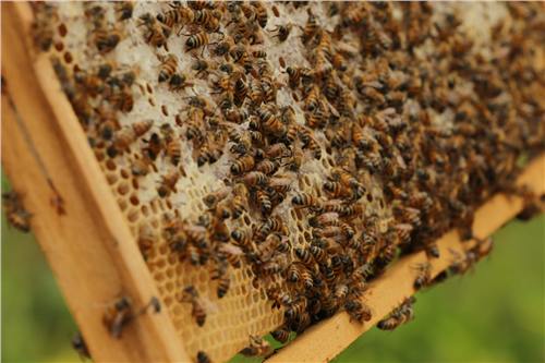 Momento del trabajo apícola de Beeprofit