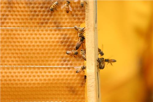 Momento del trabajo apícola de Beeprofit