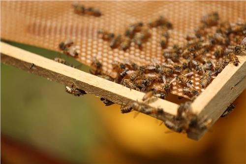 Momento del trabajo apícola de Beeprofit