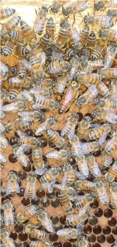 Momento del trabajo apícola de Beeprofit