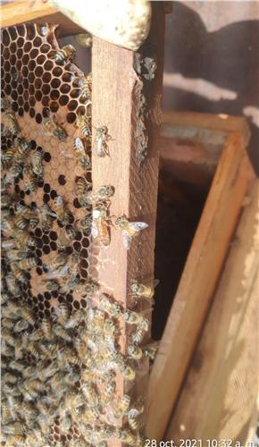Momento del trabajo apícola de Beeprofit