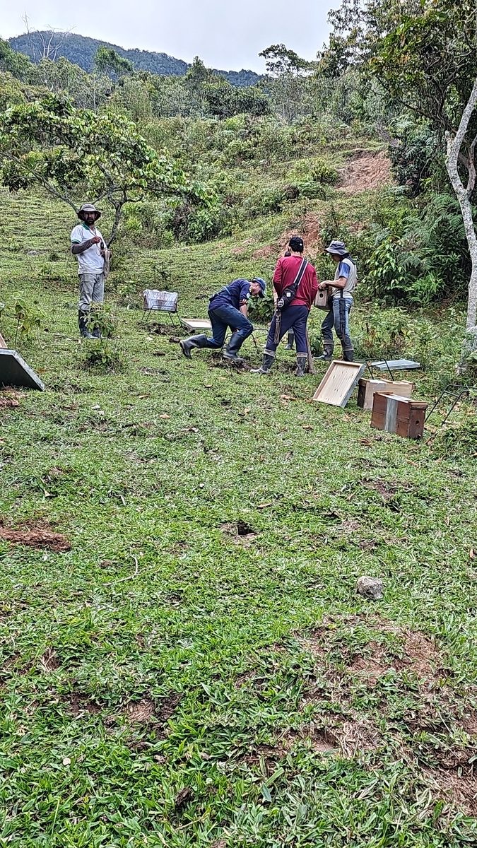Instalación de apiario en Hato, Colombia